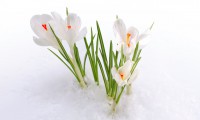 /album/%cf%86%cf%85%cf%83%ce%b7-amp%3b-%ce%b6%cf%89%ce%b7/a232274-crocus-flowers-primrose-flower-buds-snow-spring-p-%ce%bb%ce%bf%cf%85%ce%bb%ce%bf%cf%85%ce%b4%ce%b9%21%21%21%21%21%21%21%21%21%21%21%21%21%21%21%21%21%21%21%21%21%21%21%21%21%21%21%21%21%21%21%21%21%21%21%21%21%21%21%21%21%21%21%21-jpg/